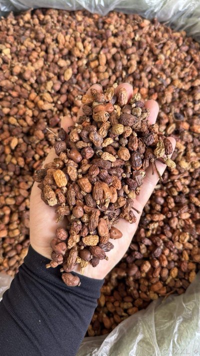 spice_16500_85b52770_2.jpg