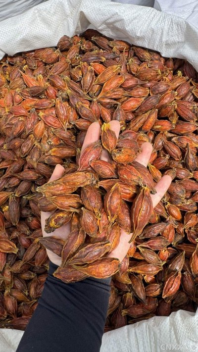 spice_16516_0766978c_2.jpg