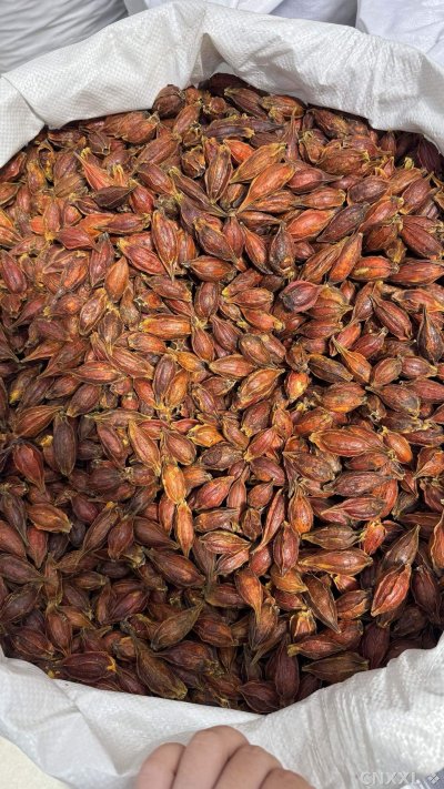 spice_16516_61e80b70_3.jpg