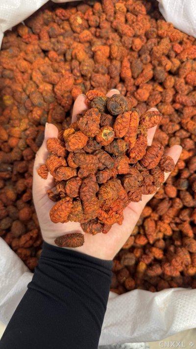 spice_16517_ddc16595_2.jpg