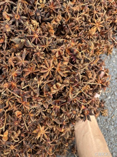 spice_17052_dab0d1b8_1.jpg