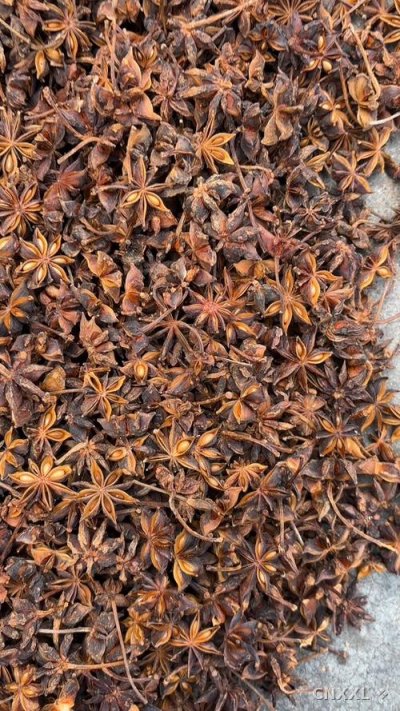 spice_17056_181816e3_1.jpg