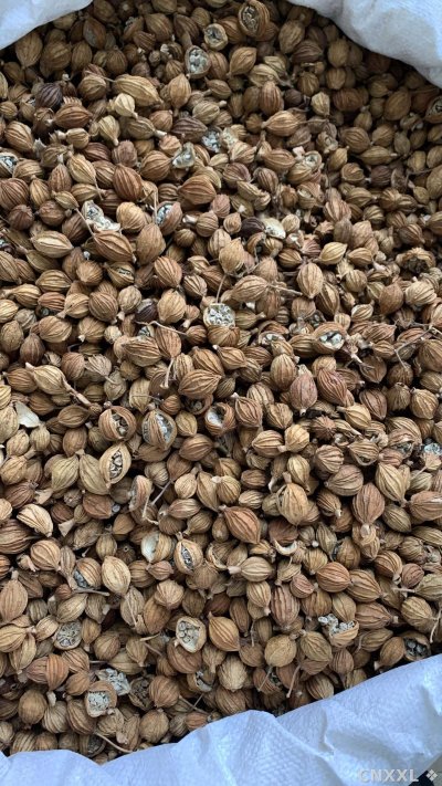spice_17380_1058c940_3.jpg
