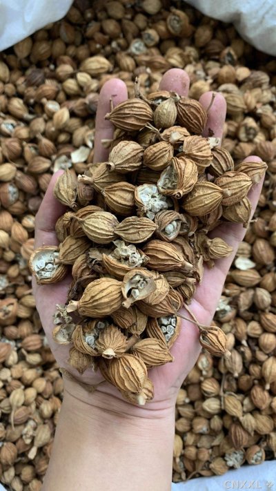 spice_17380_fe4af0d7_2.jpg