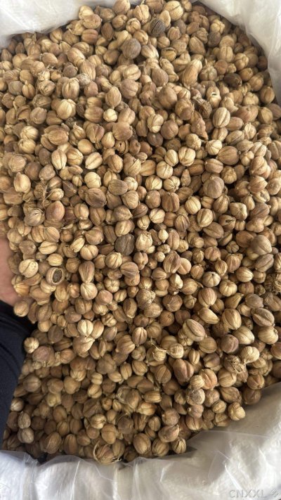 spice_1755199_0bbfd735_3.jpg