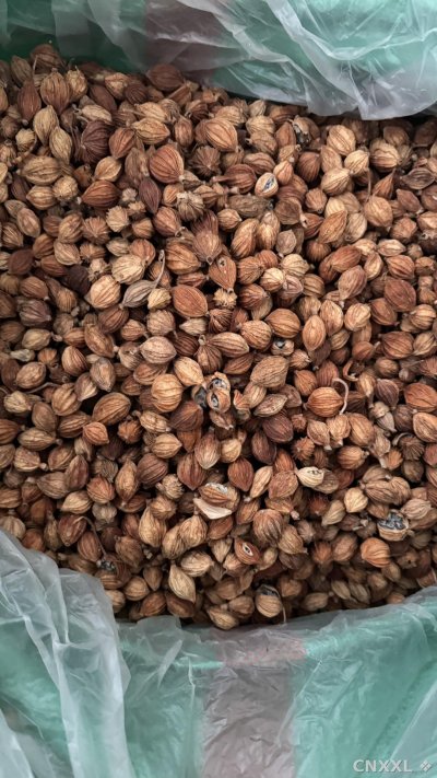 spice_17640_5ef02a2d_3.jpg