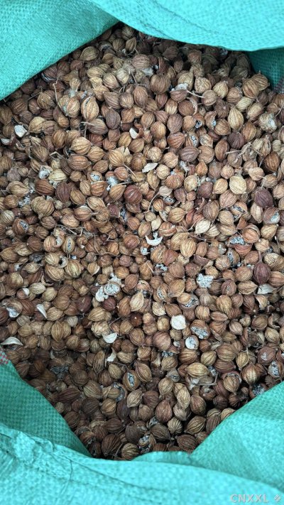 spice_1785479_c48b0c02_3.jpg