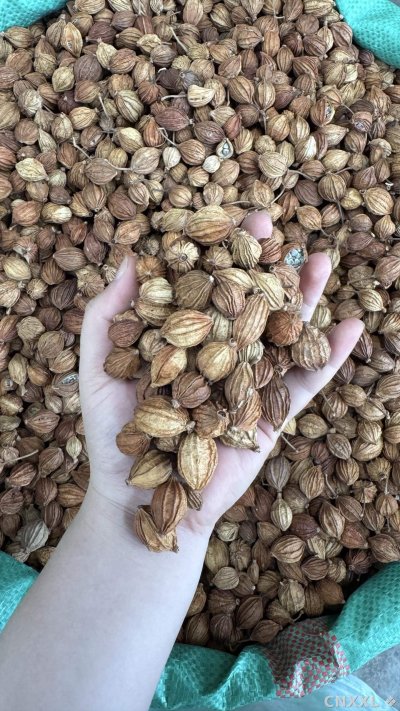 spice_1785480_7cf95802_1.jpg