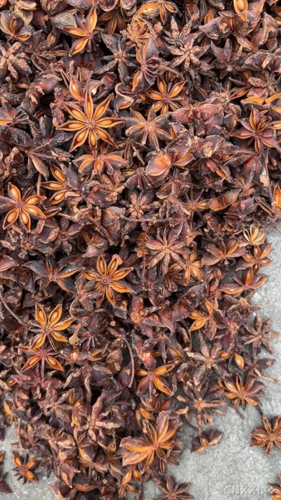 spice_1851272_9fe96225_1.jpg