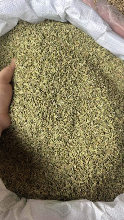 spice_18533_045d05c6_3.jpg