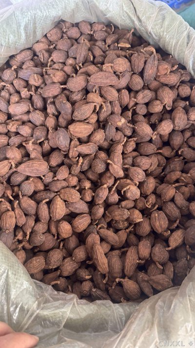 spice_18788_6185f67e_3.jpg