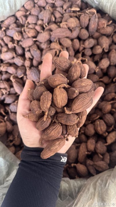 spice_18788_bd373647_2.jpg