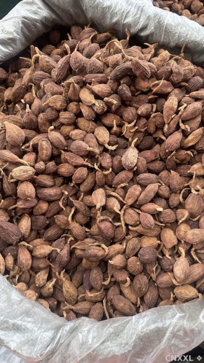 spice_18834_b65eada6_3.jpg