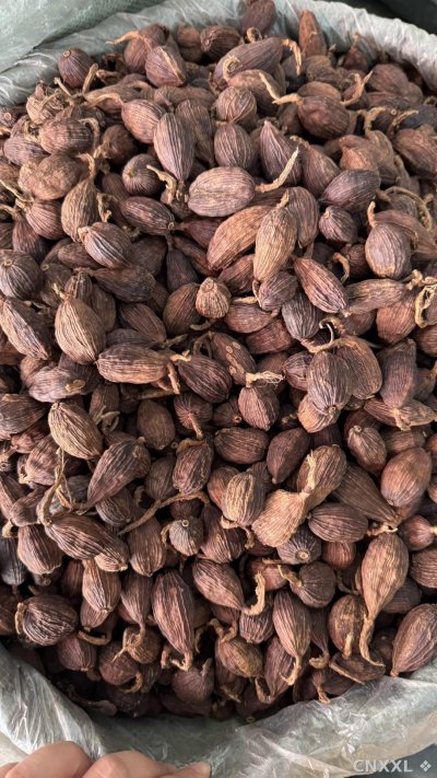 spice_18859_d5780567_3.jpg