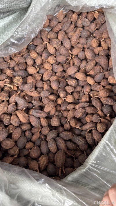 spice_18860_32503e02_3.jpg