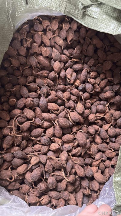 spice_18861_8b38bfe5_3.jpg