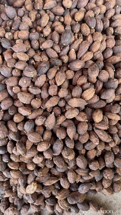 spice_18862_fe0e10c1_3.jpg