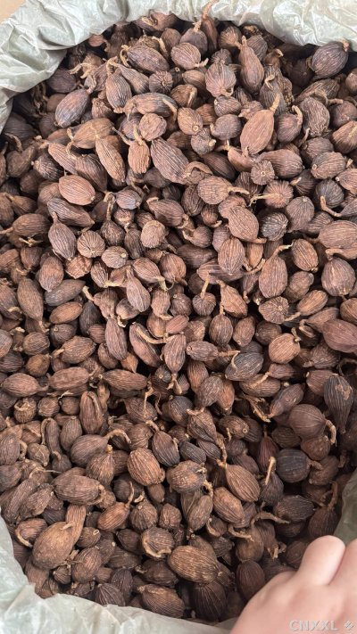 spice_19074_c6dc24fd_3.jpg