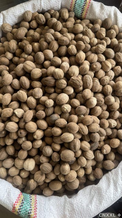 spice_19367_dd14089b_3.jpg