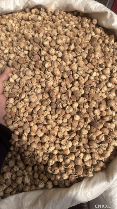 spice_19373_9ff086c6_3.jpg