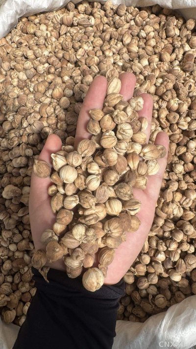 spice_19373_f6cc74c9_2.jpg