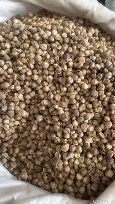 spice_19374_e90b73e7_3.jpg