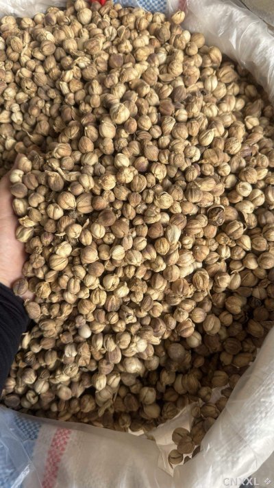spice_19421_7da08edd_3.jpg