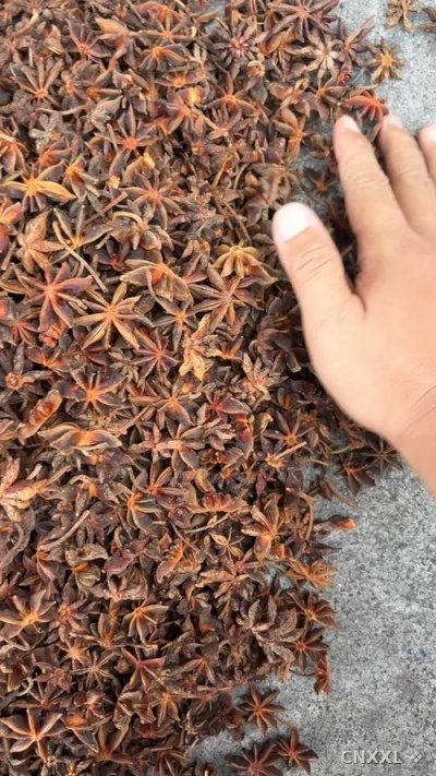 spice_1952267_d1e89e2a_1.jpg