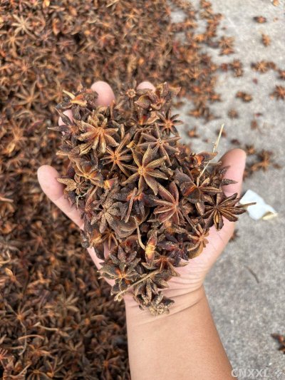 spice_1952268_fd4784ce_1.jpg