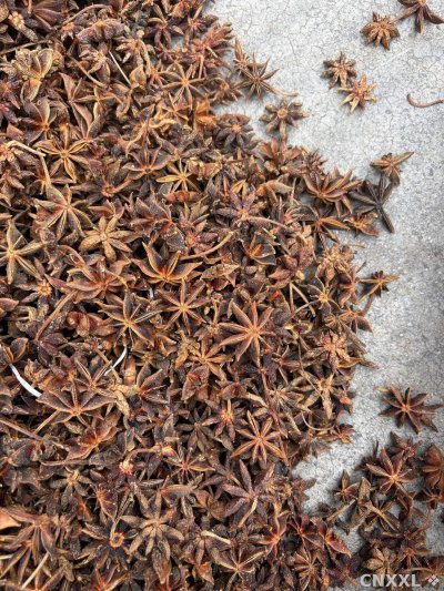 spice_1957338_4b9bb9f9_3.jpg
