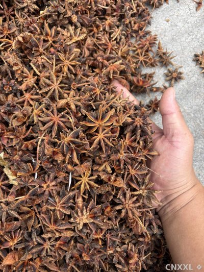spice_1957338_952d41fa_2.jpg