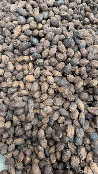 spice_1962390_2ac3fff1_3.jpg