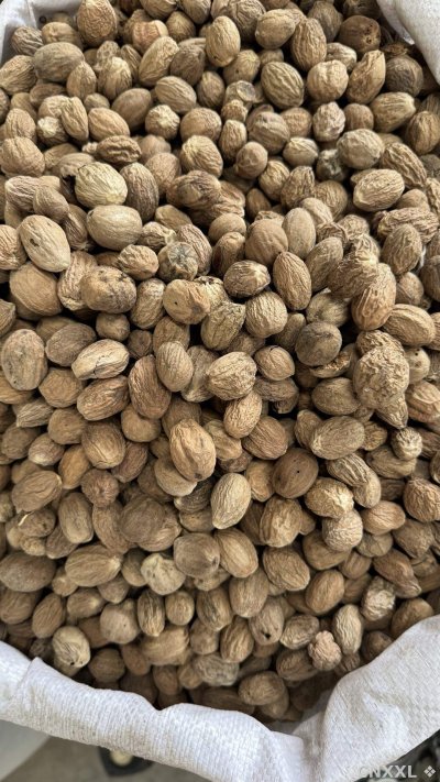 spice_19944_fe063589_3.jpg