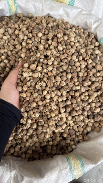 spice_19954_f86f4cbf_3.jpg