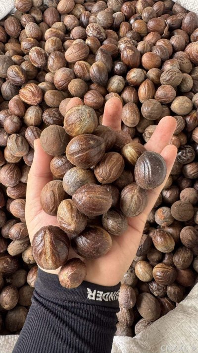 spice_2028190_27c54858_2.jpg