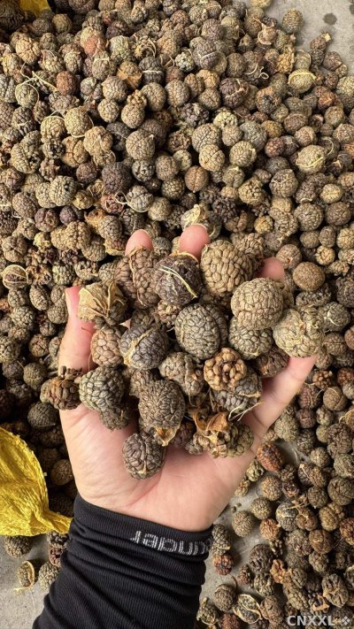 spice_2028193_4f6093f6_2.jpg