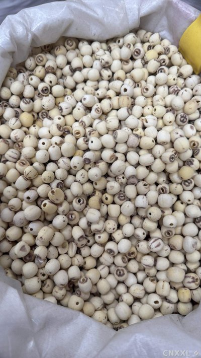 spice_20484_061f6d68_3.jpg