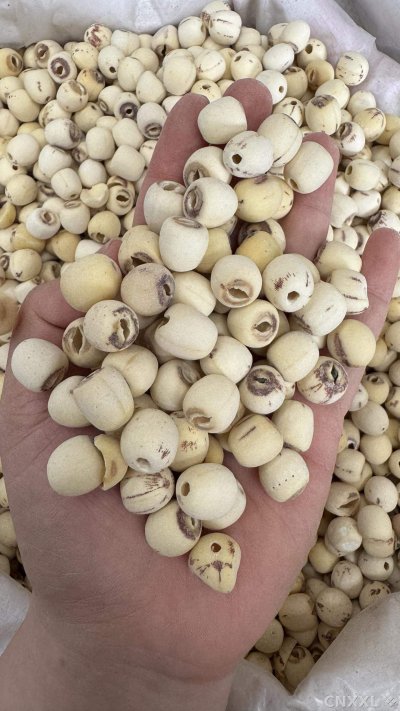 spice_20486_2c1cf67d_1.jpg