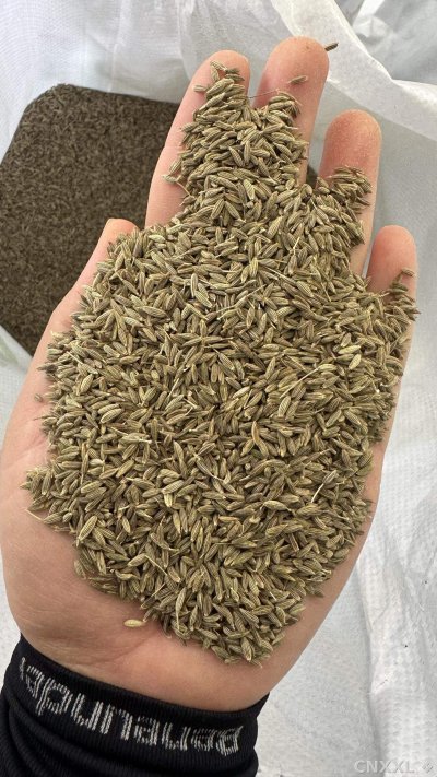 spice_2053484_810fa042_1.jpg