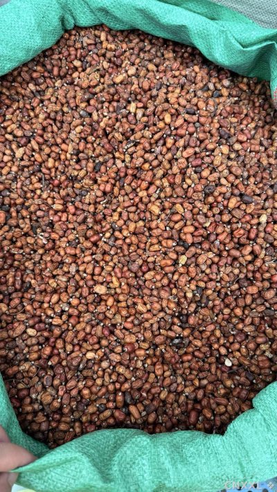 spice_2058545_6231ca37_2.jpg