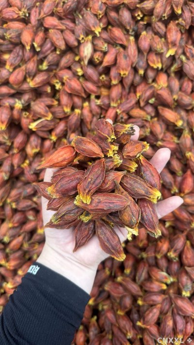 spice_2099116_c5d92595_1.jpg