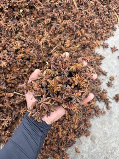 spice_21027_05f9febf_2.jpg