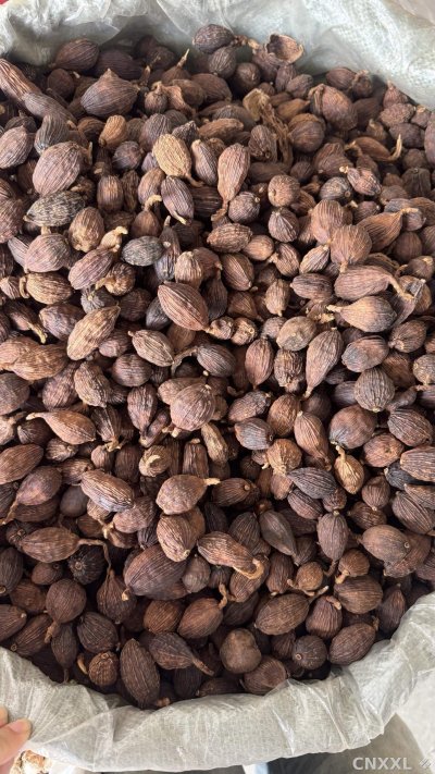 spice_21156_967fcb07_3.jpg