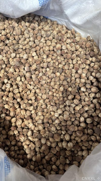 spice_21350_bfa6411d_3.jpg