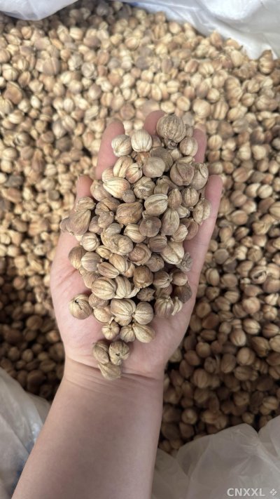 spice_21350_eb3c6ca9_1.jpg