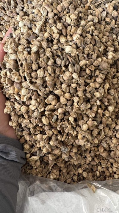 spice_21378_60f66038_3.jpg