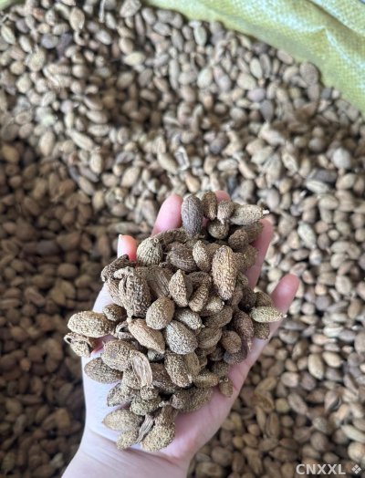 spice_21632_37ea536a_1.jpg