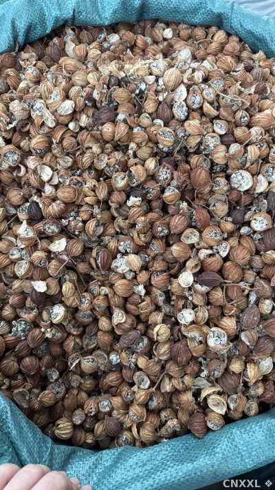 spice_21697_c704f4cd_3.jpg