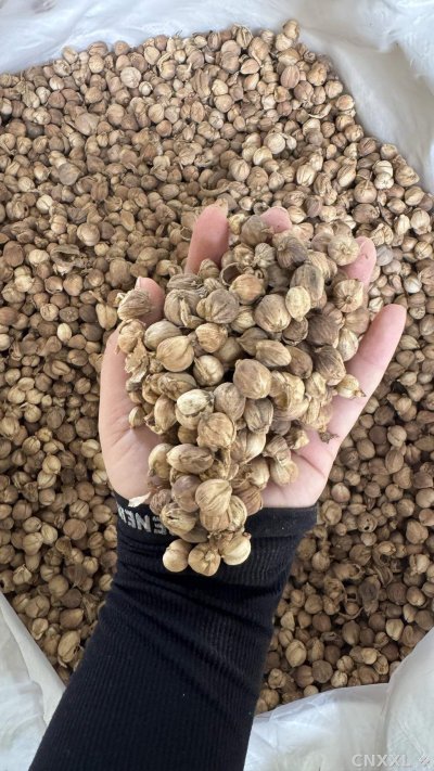 spice_21770_c8e6fad7_2.jpg