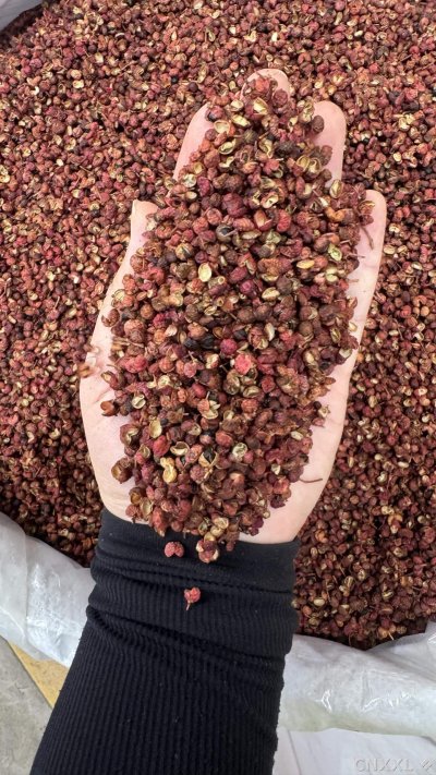 spice_22239_6d91c56e_2.jpg